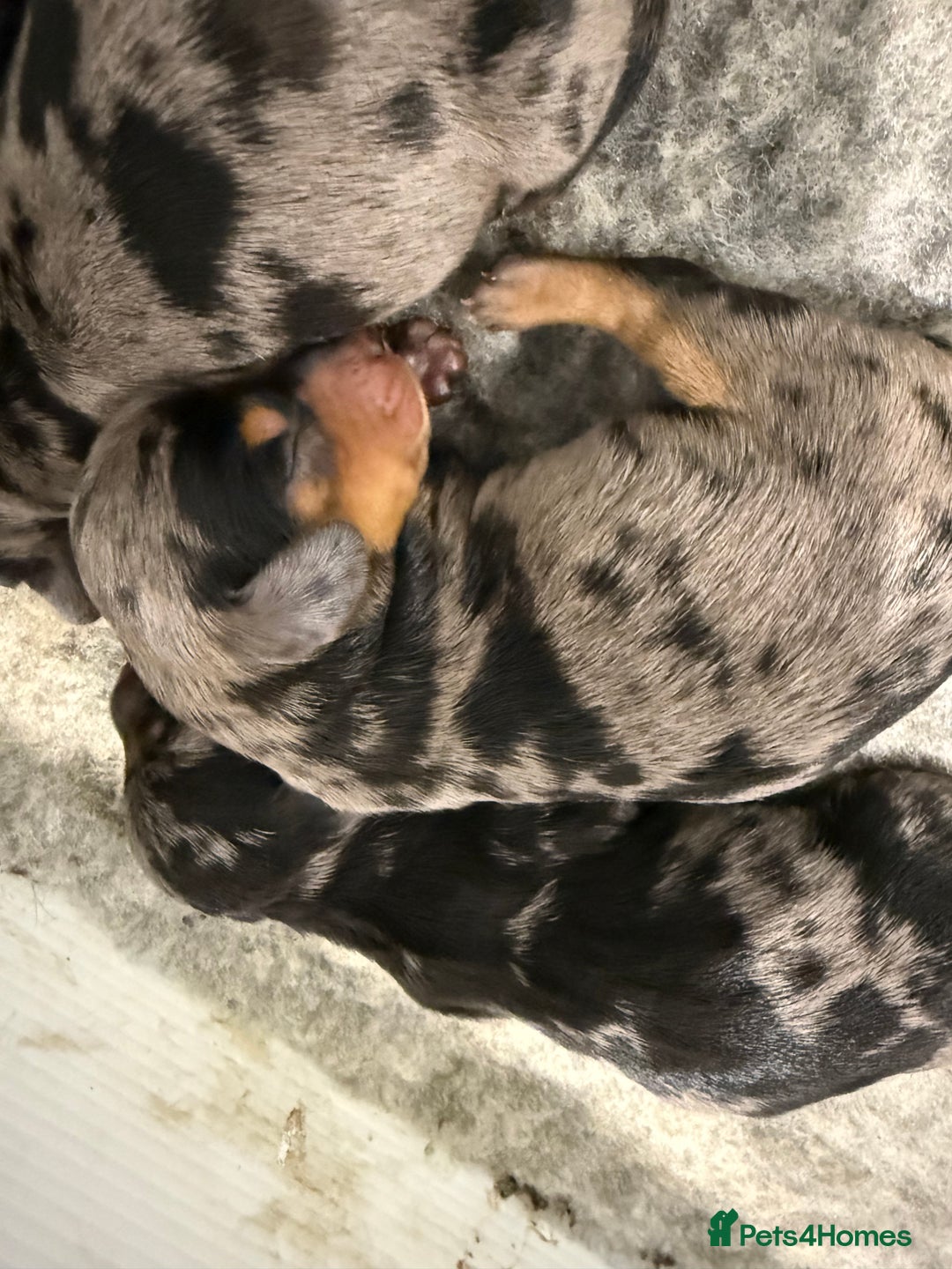 Miniature Dachshund dogs for sale: Stunning silver dapple miniature dachshunds - Image 10