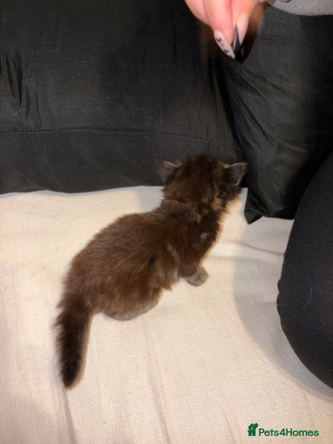 Mixed Breed cats for sale: 4 stunning Bombay X Norwegian kittens for sale - Advert 3