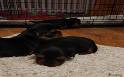 Yorkshire Terrier dogs for sale: 2 tiny Yorkshire terriers 1 male 1 female - Advert 12