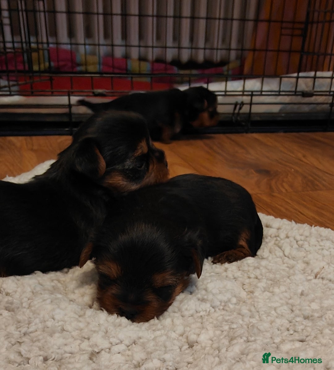Yorkshire Terrier dogs for sale: 2 tiny Yorkshire terriers 1 male 1 female - Advert 12