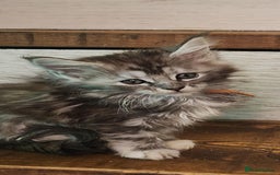 Maine Coon cats for sale: Maine coon purebred pedigre xl active in Barnsley - Image 32