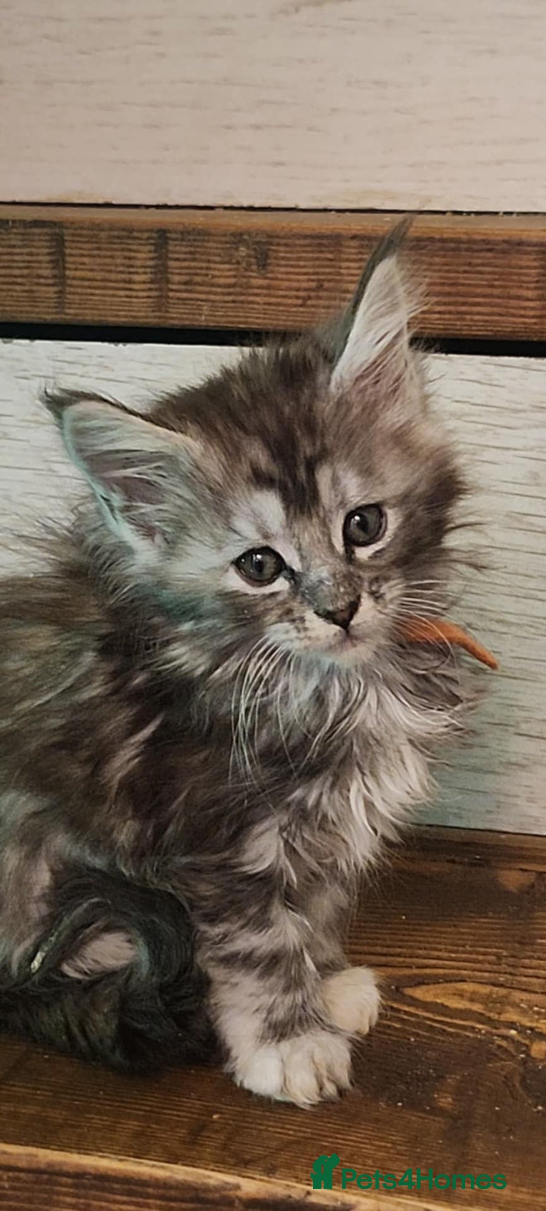 Maine Coon cats for sale: Maine coon purebred pedigre xl active in Barnsley - Image 32