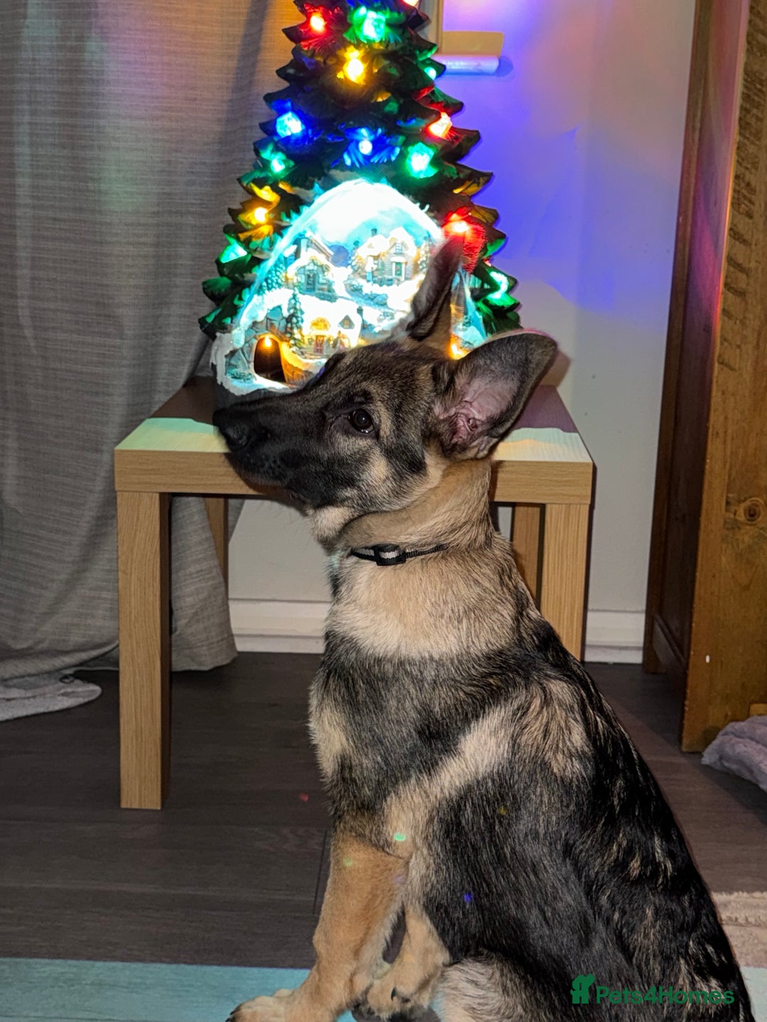 German Shepherd dogs for sale: 5 month old buddy  - Advert 2