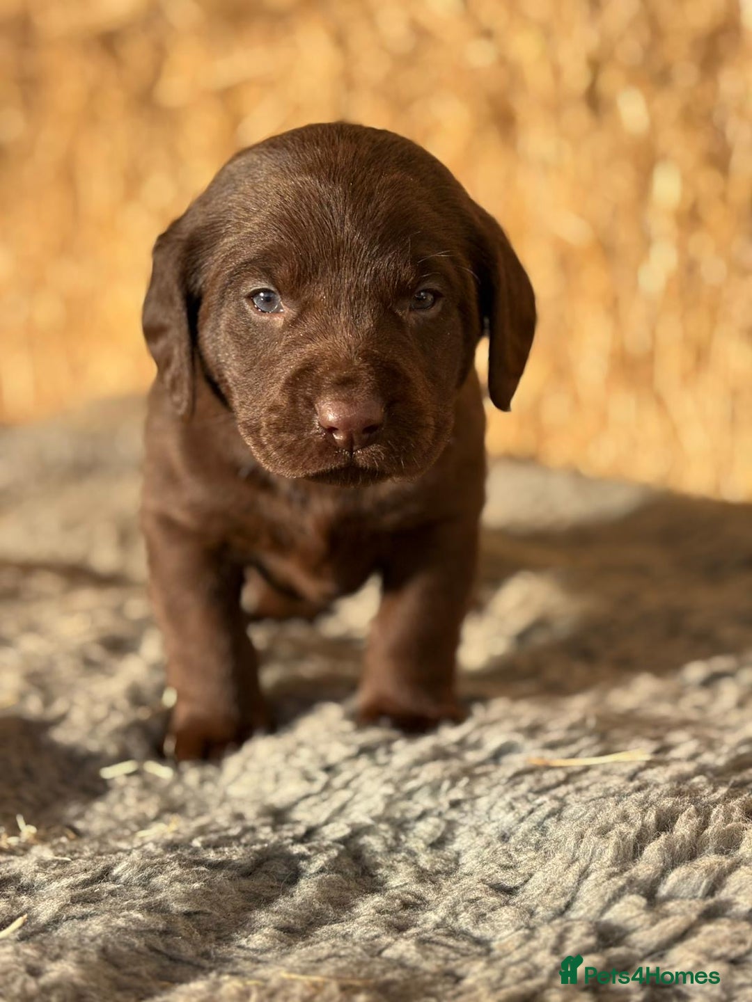 Springador dogs for sale: Springador Puppies - Advert 8