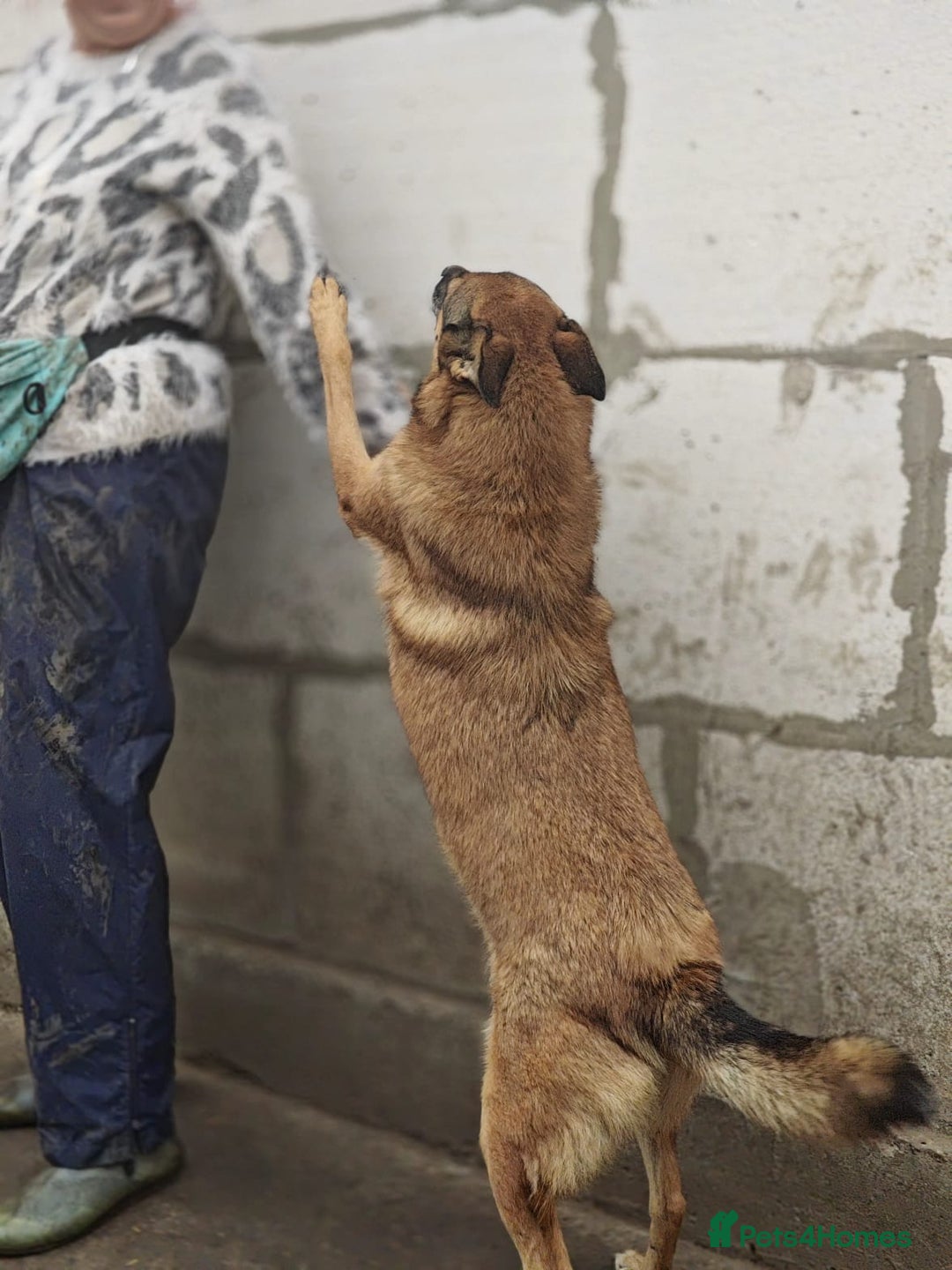 Mixed Breed dogs for adoption: 💖🐶 LARA 🐶💖 - Image 15