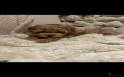 Maltipoo dogs for sale: Gorgeous F1 Maltipoo boy  - Image 1