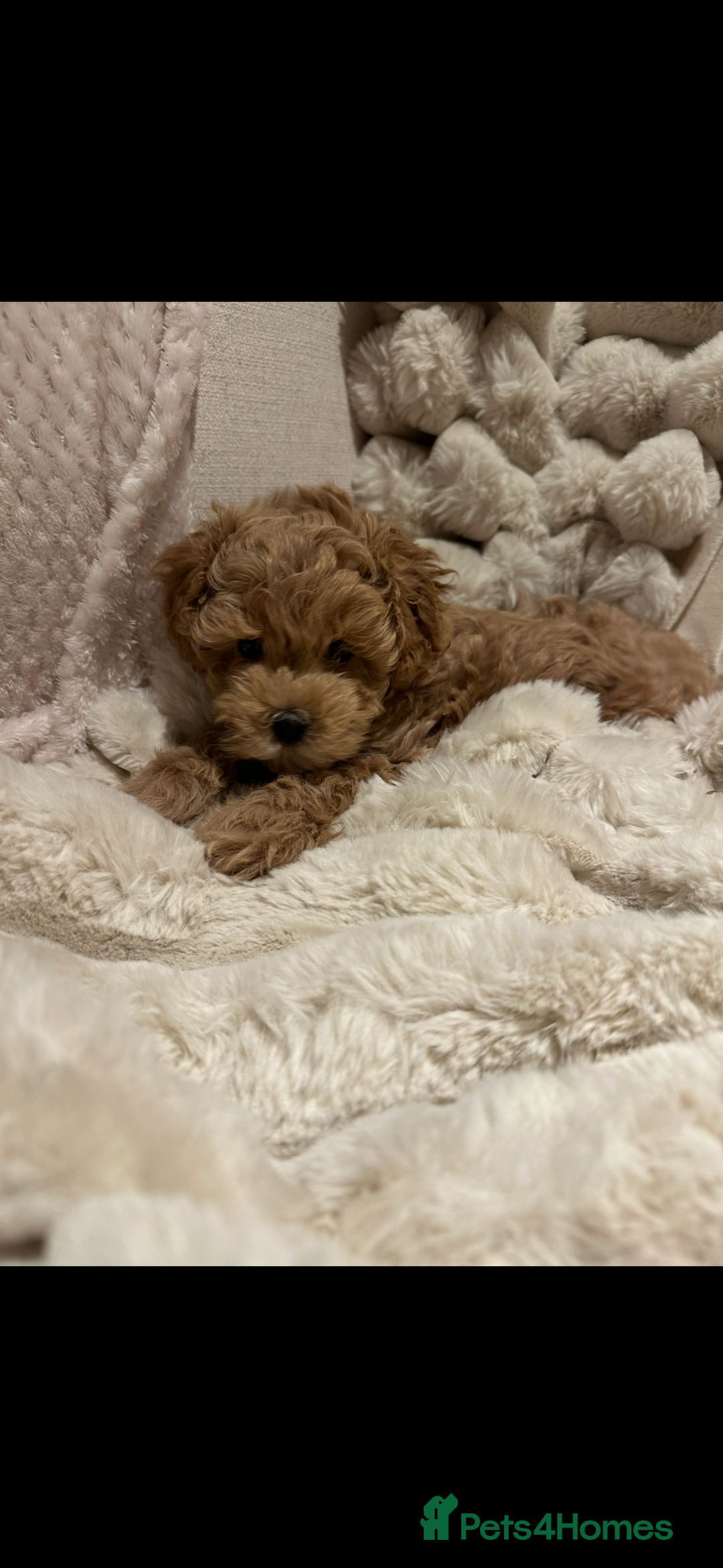 Maltipoo dogs for sale: Gorgeous F1 Maltipoo boy  - Image 1