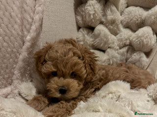 Maltipoo dogs - Advert 1