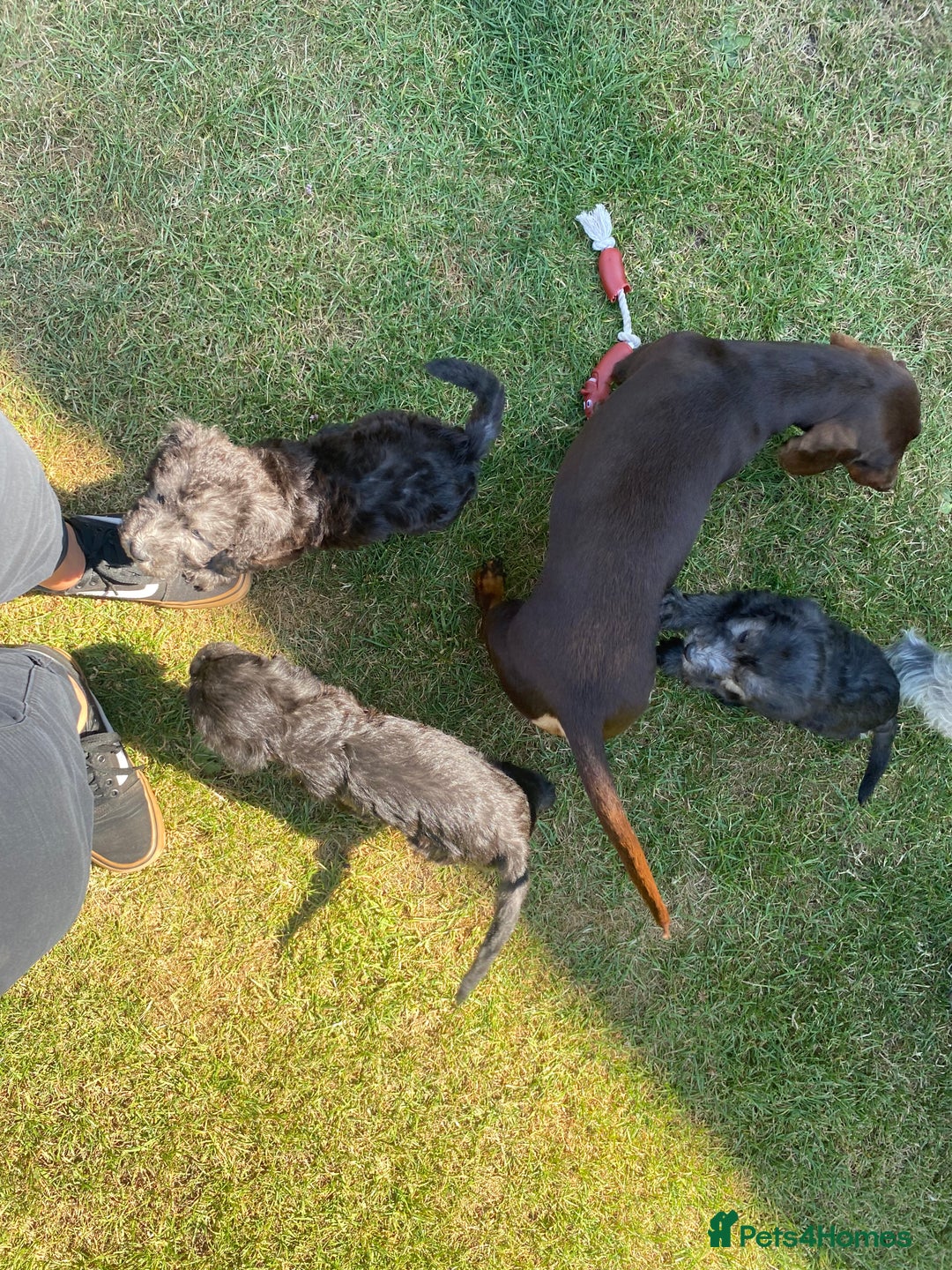 Mixed Breed dogs for sale: Bedlington Terrier X Whippet Puppies ⭐️ - Image 10