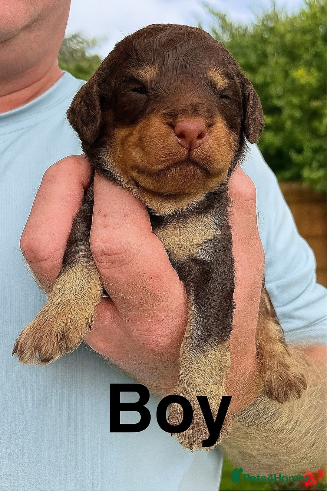 Cockapoo dogs for sale: DNA TESTED Cockapoo puppies, ready 22nd October  - Image 10