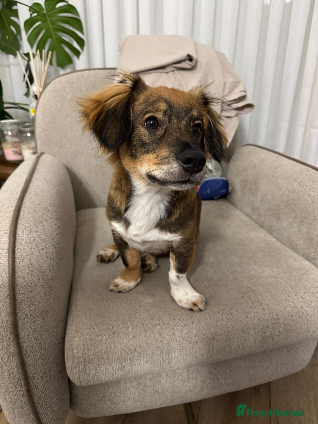 Dachshund dogs for adoption: 7 Months old, Dachshund Momo Readt to Adopt - Advert 2