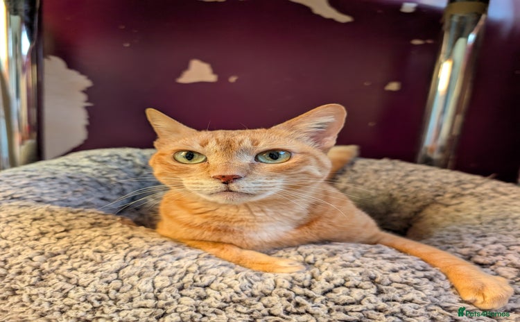 Domestic Shorthair cats - Advert 5