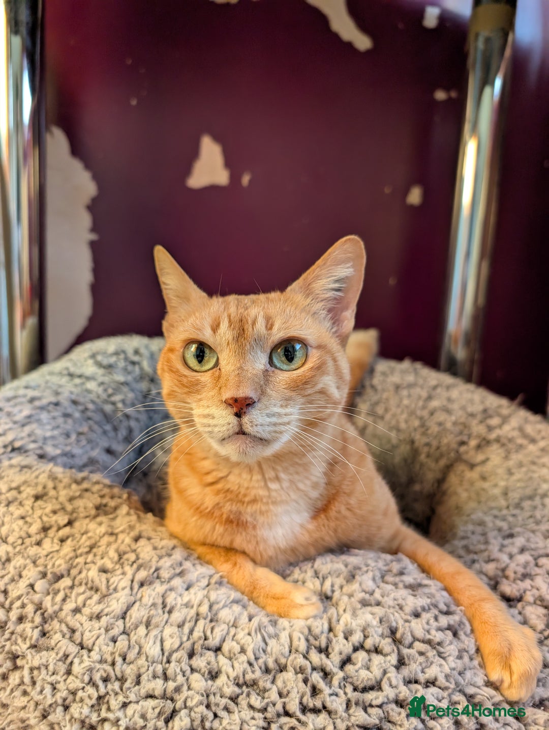 Domestic Shorthair cats for sale: Siri Free - Image 1