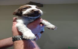 Italian Spinone dogs for sale: A beautiful litter of Italian Spinones  - Image 19