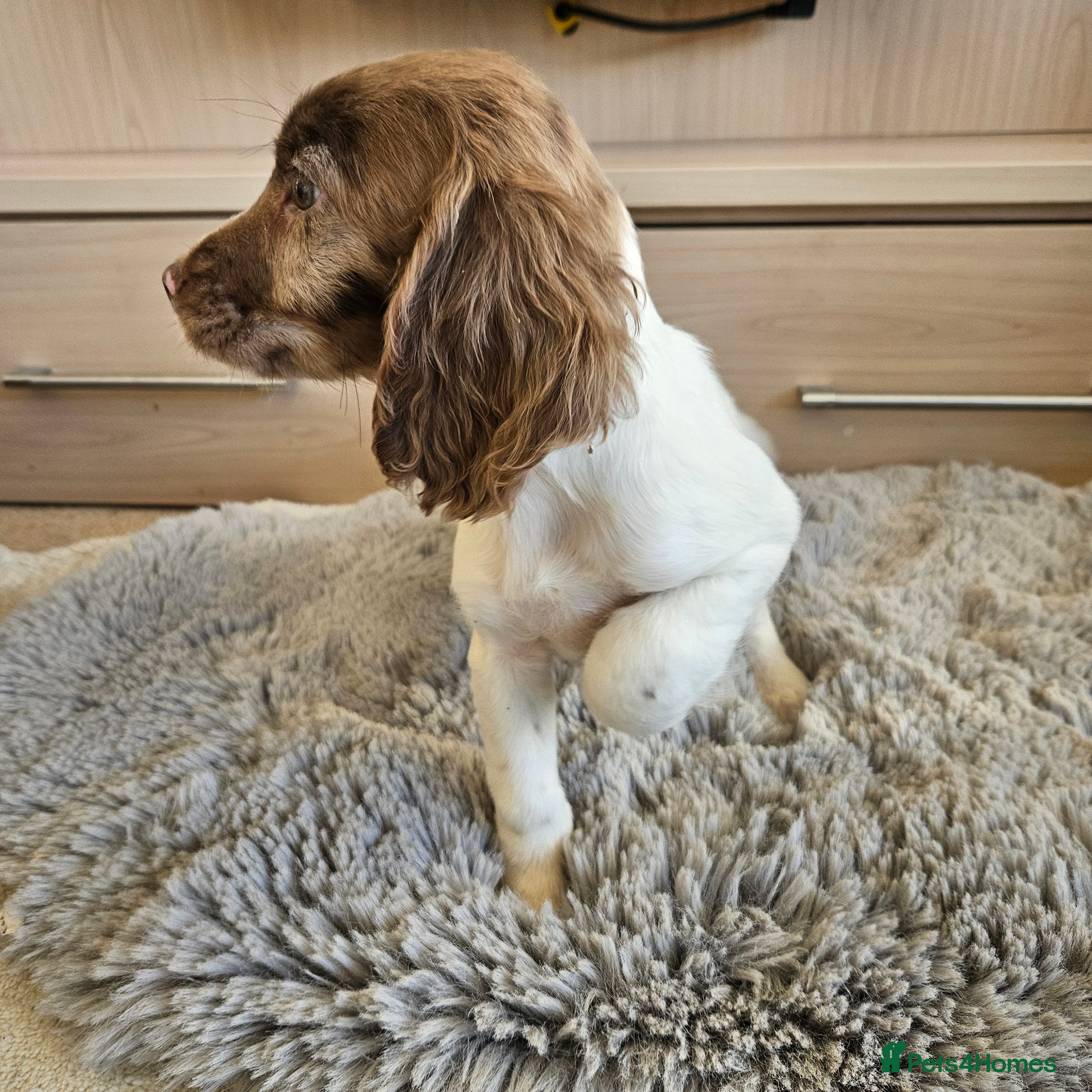 Cocker Spaniel dogs Stunning mix of working type cocker spaniels  - Advert 17