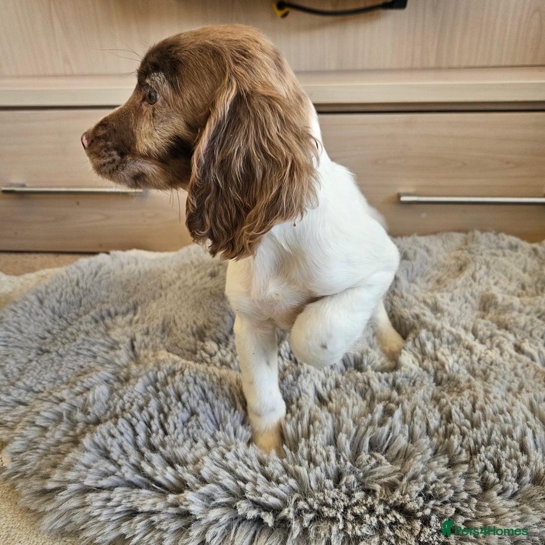 Cocker Spaniel dogs for sale: Stunning mix of working type cocker spaniels  - Advert 1