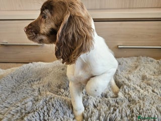 Cocker Spaniel dogs Stunning mix of working type cocker spaniels - Advert 5