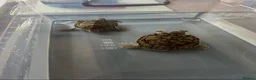 Turtle reptiles for sale: Two Mississippi Map Turtles  in Newry - Advert 2