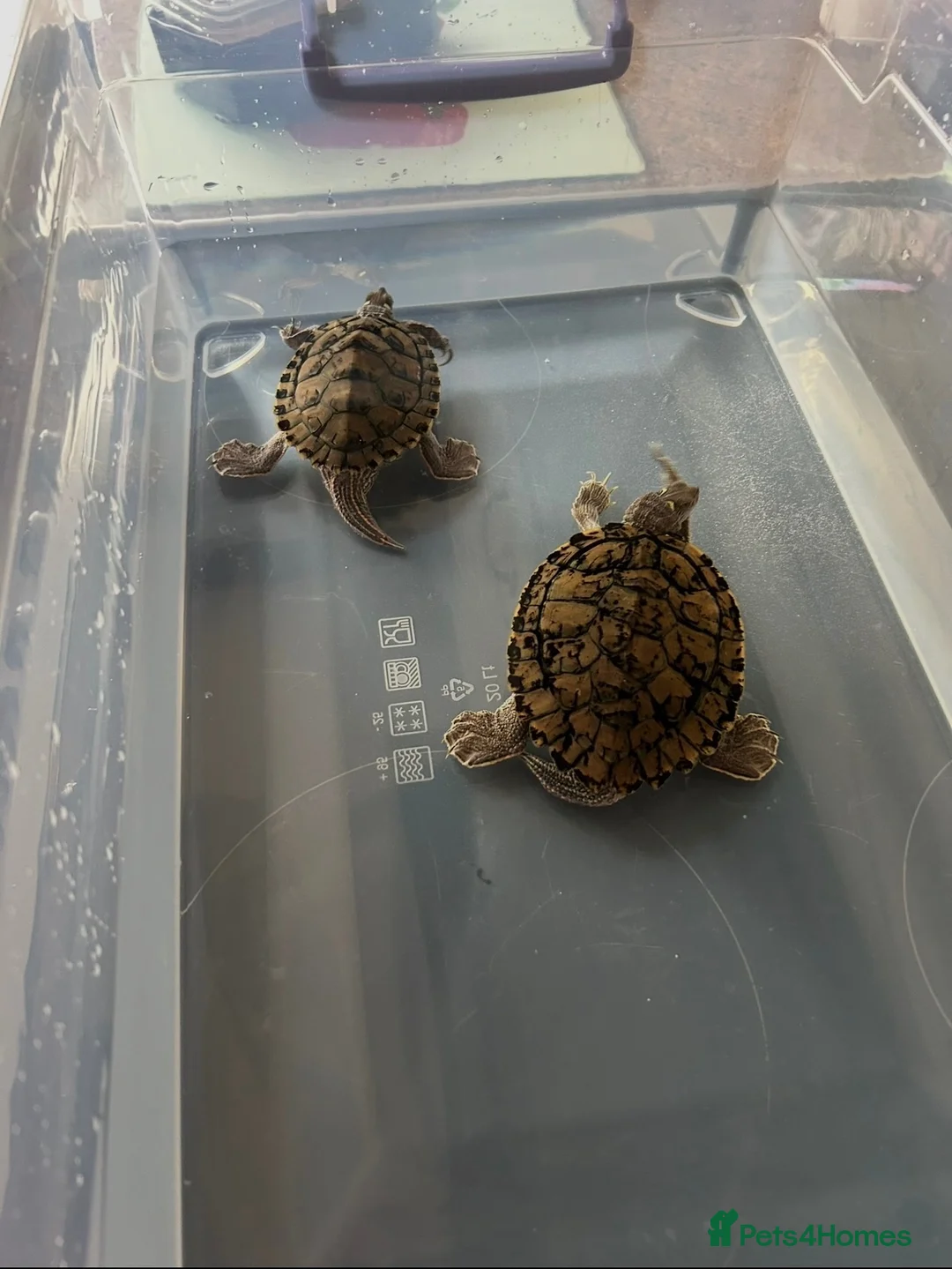 Turtle reptiles for sale: Two Mississippi Map Turtles  in Newry - Advert 2