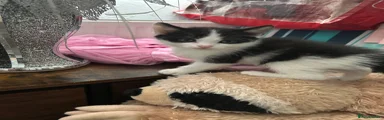 Mixed Breed Kitten 3