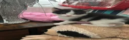 Mixed Breed cats for sale: Kittens will be ready 17th of May  - Advert 5