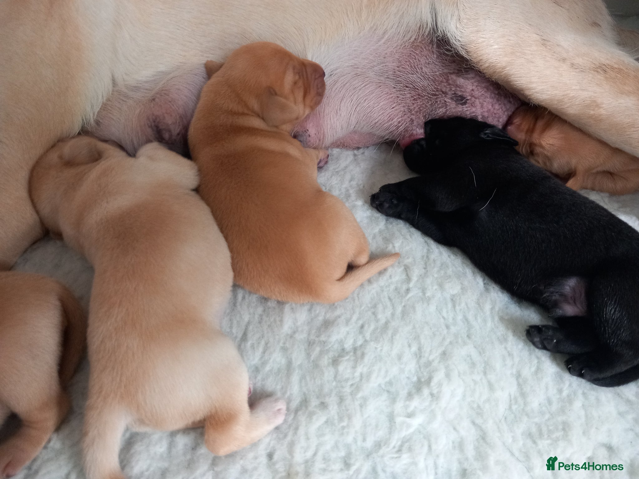 Labrador Retriever dogs KC reg, DNA tested working Labrador puppies - Advert 1