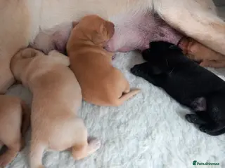 Labrador Retriever dogs for sale: KC reg, DNA tested working Labrador puppies - Advert 1