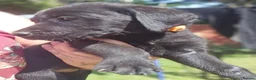 Labrador Retriever dogs for sale: Gorgeous Black Labrador Puppies - Advert 8