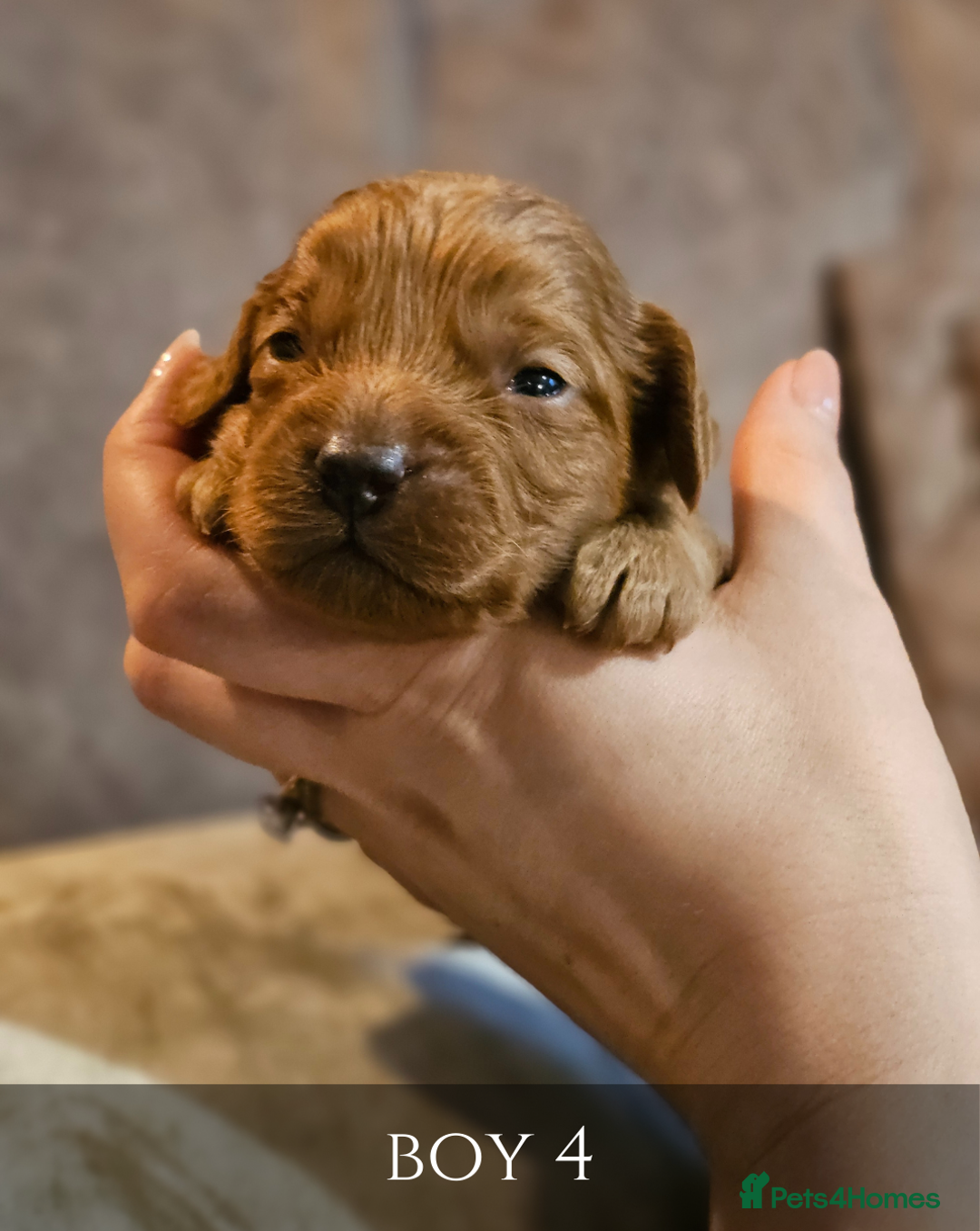 Cavapoo dogs for sale: 5 Beautiful Deep Red Cavapoo Pups - Advert 22