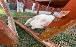 Mini Lop rabbits for sale: Two male lops for sale  - Image 6