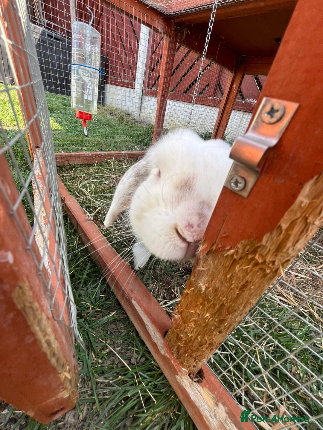 Mini Lop rabbits for sale: Two male lops for sale  - Image 6