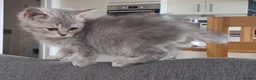 Scottish Fold cats for sale: Pretty Scottish Straight kittens  - Advert 19