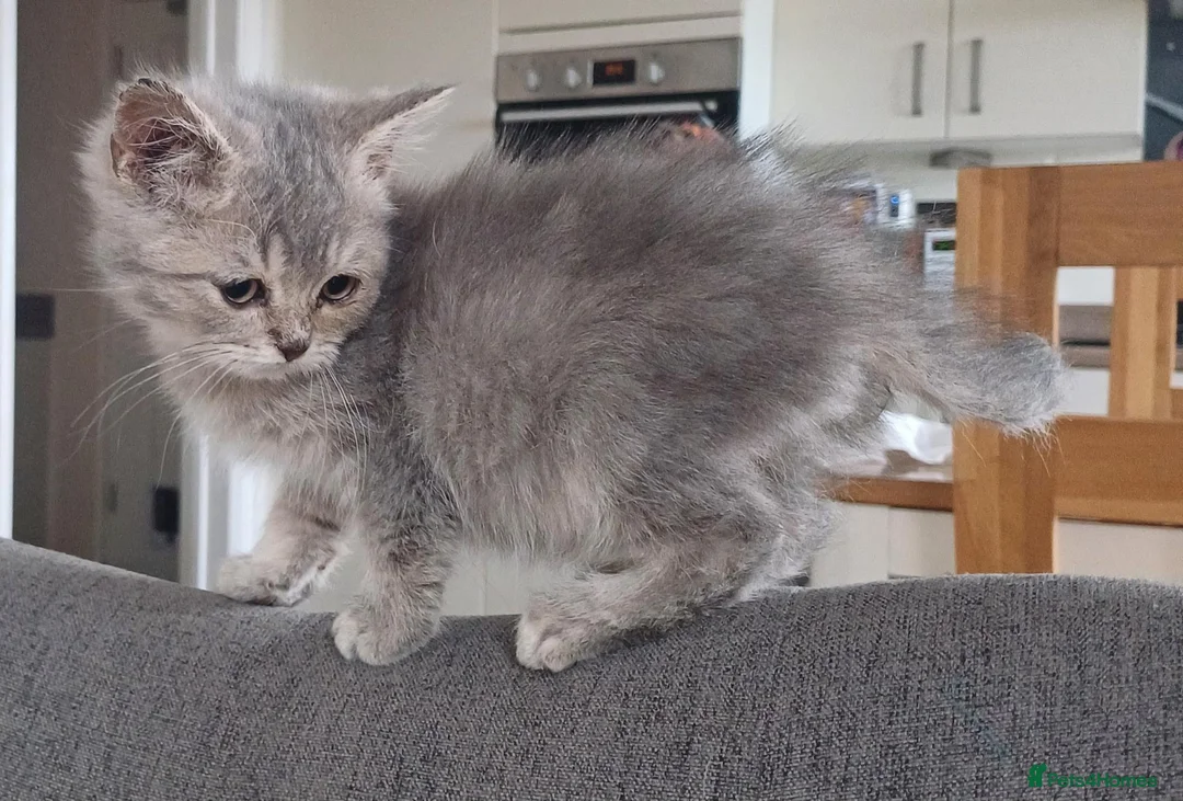 Scottish Fold cats for sale: Pretty Scottish Straight kittens  - Advert 19