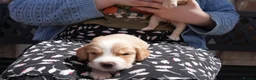 Cocker Spaniel dogs for sale:  Black male working cocker kc reg health tested - Advert 8