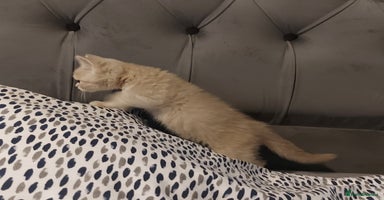 British Shorthair cats - Advert 9