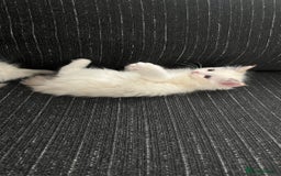 Ragdoll cats for sale: 4xfemales , 1xmale - Advert 7