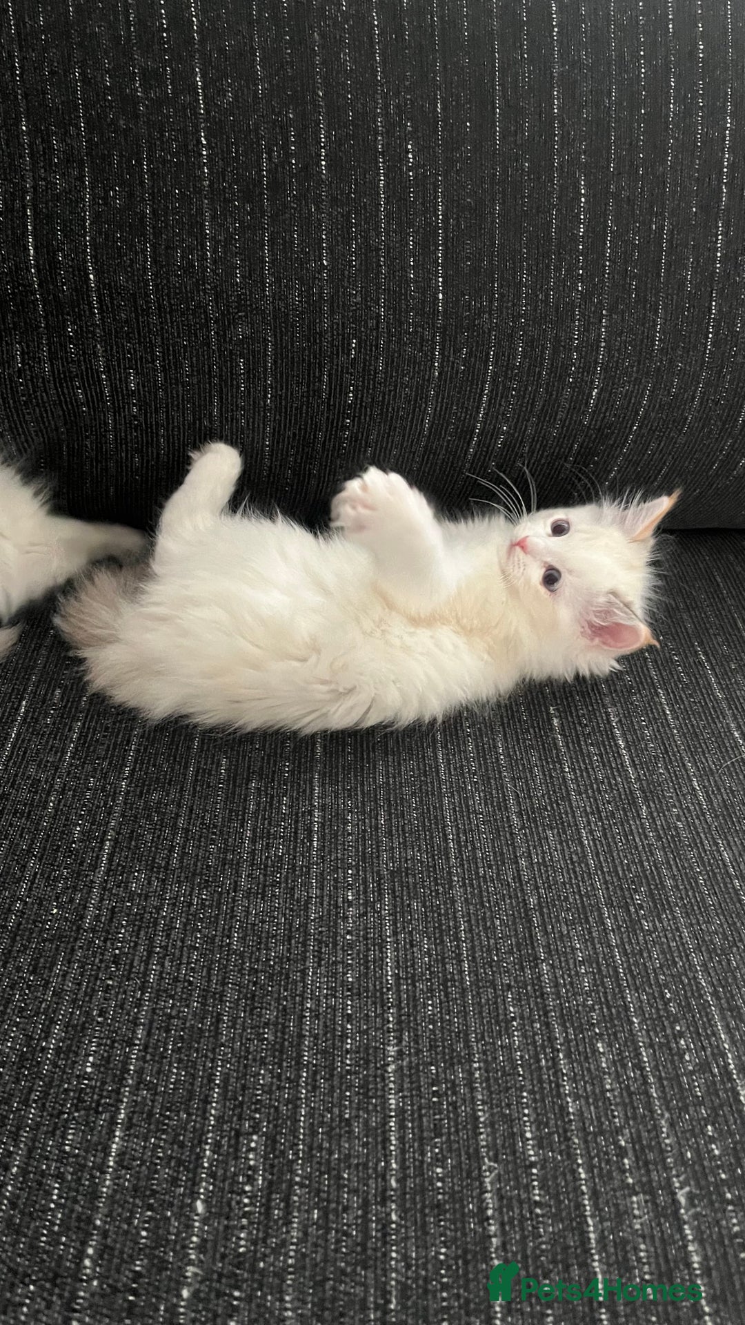 Ragdoll cats for sale: 4xfemales , 1xmale - Advert 7