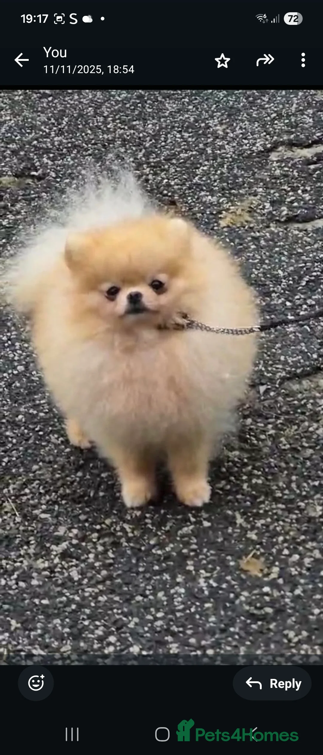 Pomeranian dogs for sale: 💝High Quality Korea/ Russia Babies💝 - Advert 3