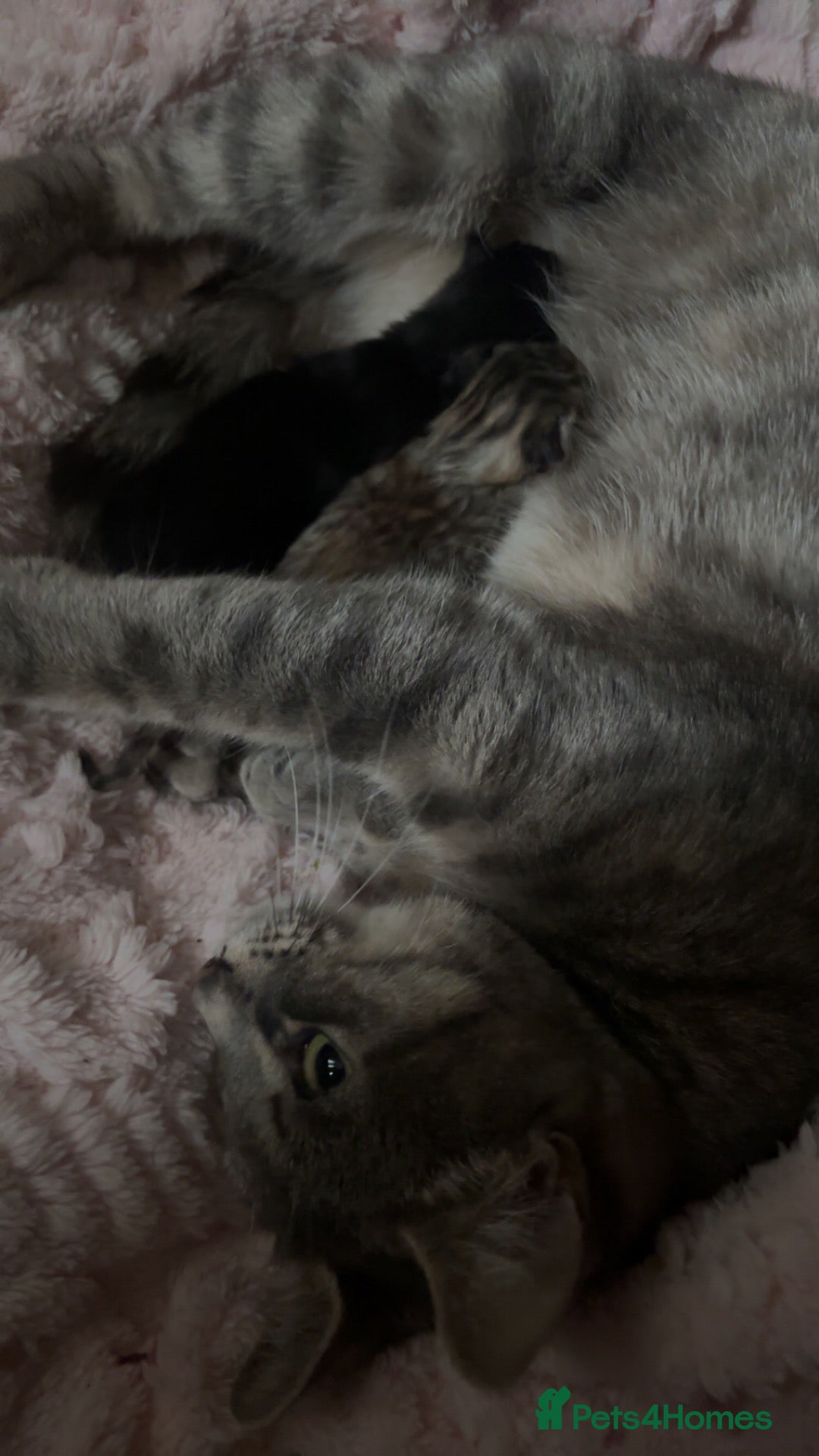 Mixed Breed cats Kittens  - Advert 1