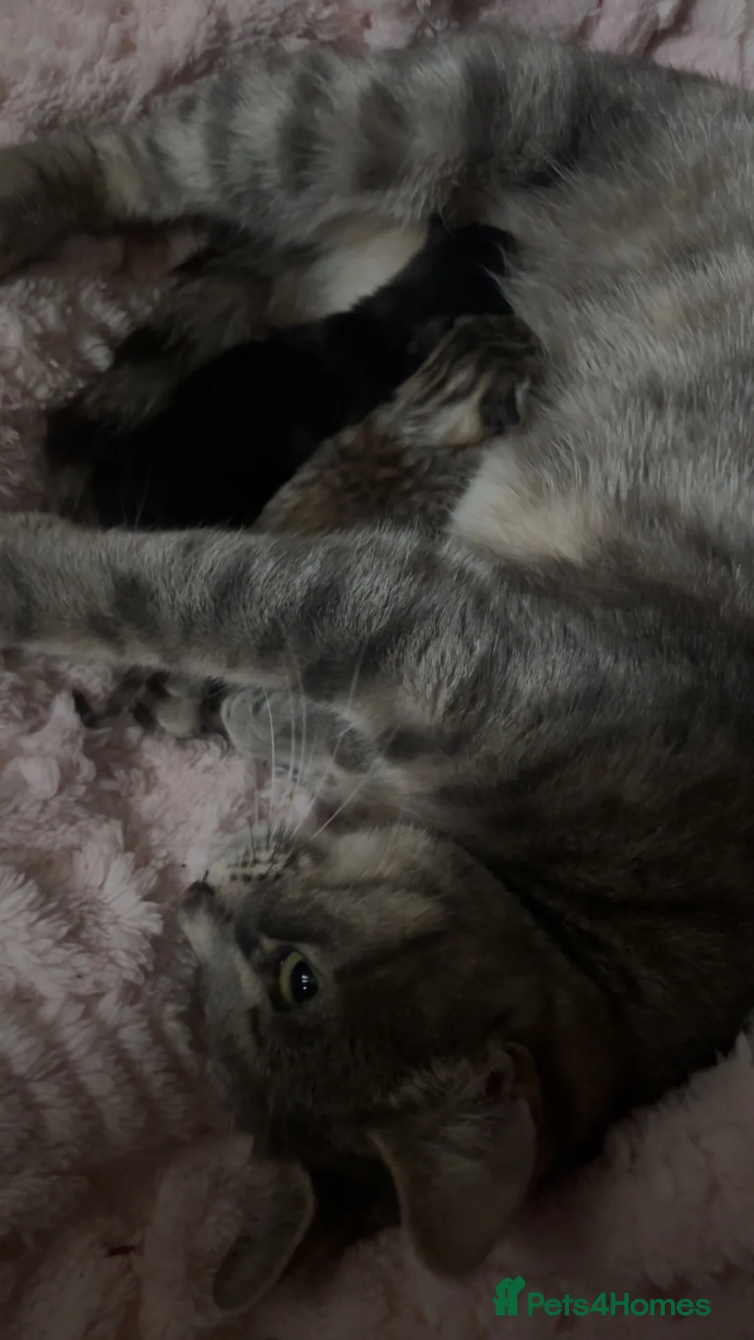 Mixed Breed cats for sale: Kittens  - Advert 1