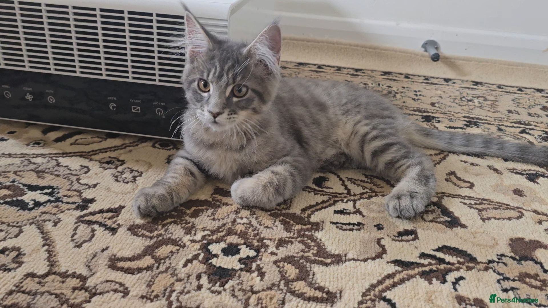Maine Coon cats Maine Coon Kitten ready - Advert 13
