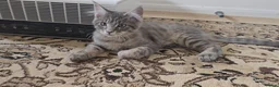 Maine Coon cats for sale: Maine Coon Kitten ready - Advert 7