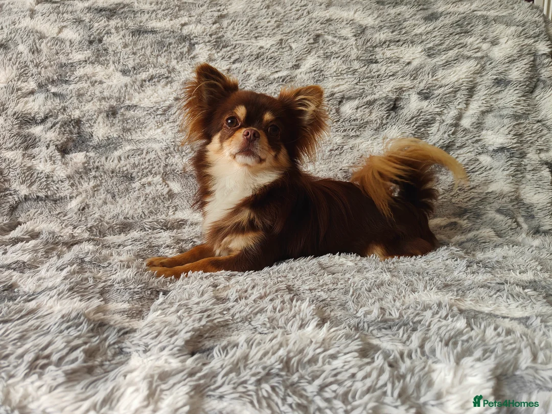 Chihuahua dogs for stud: STUD: Long Coat Chocolate Boy in Aldershot - Advert 13