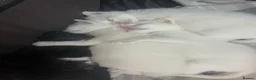 Turkish Van cats for sale: Beautiful Turkish van kittens for sale.  - Advert 34
