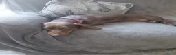 Dachshund dogs for sale: Chocolate dachshund puppy for sale in London - Advert 9