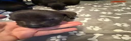 Mixed Breed dogs for sale: Staffordshire bull terrier x Lurcher puppies in Rugby - Advert 7