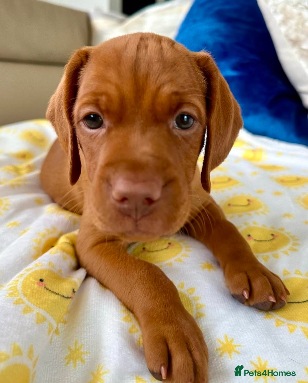 Hungarian Vizsla dogs for sale: Healthy Hungarian Vizlas puppies!! - Advert 2