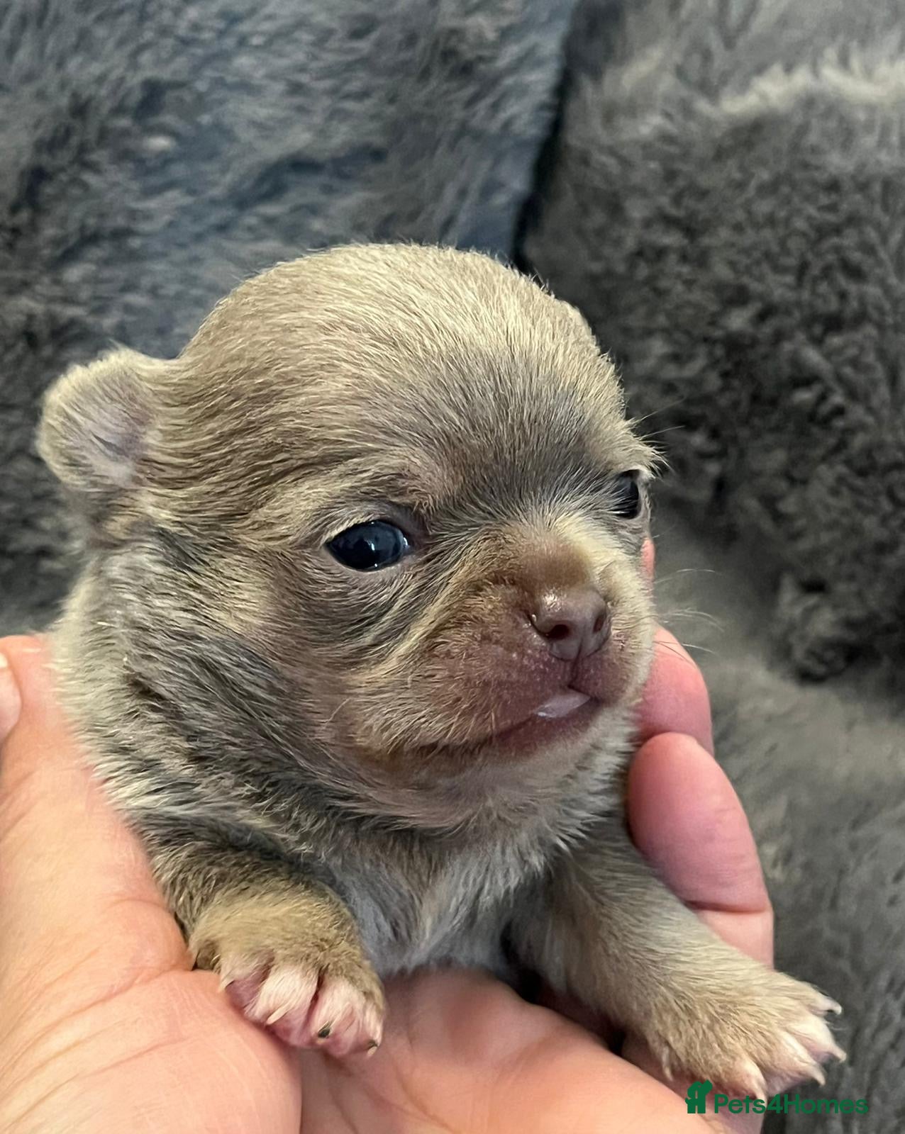 Chihuahua dogs BEAUTIFUL LONGCOAT LILAC BOY - Advert 15