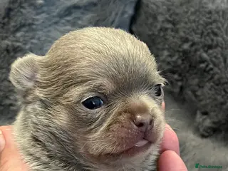 Chihuahua dogs BEAUTIFUL LONGCOAT LILAC BOY - Advert 15