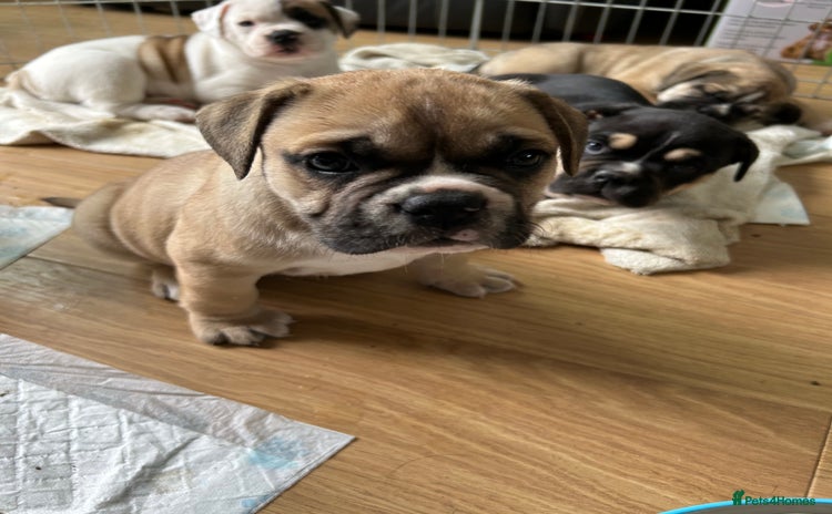 Old Tyme Bulldog dogs - Advert 13